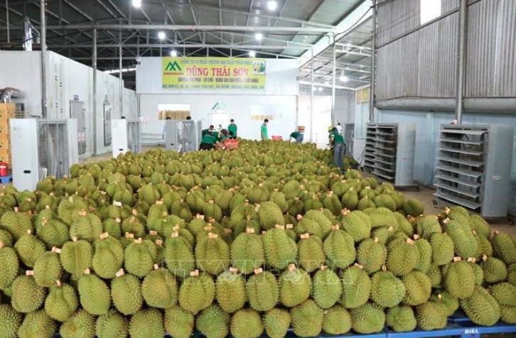 Favourable conditions in place for stronger fruit exports